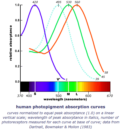 <span class="figure-number">Figure 4: </span>Source: <https://handprint.com/HP/WCL/color1.html#3cones>