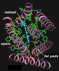 <span class="figure-number">Figure 5: </span>Photopigment Molecules. Source: <https://handprint.com/HP/WCL/color1.html>