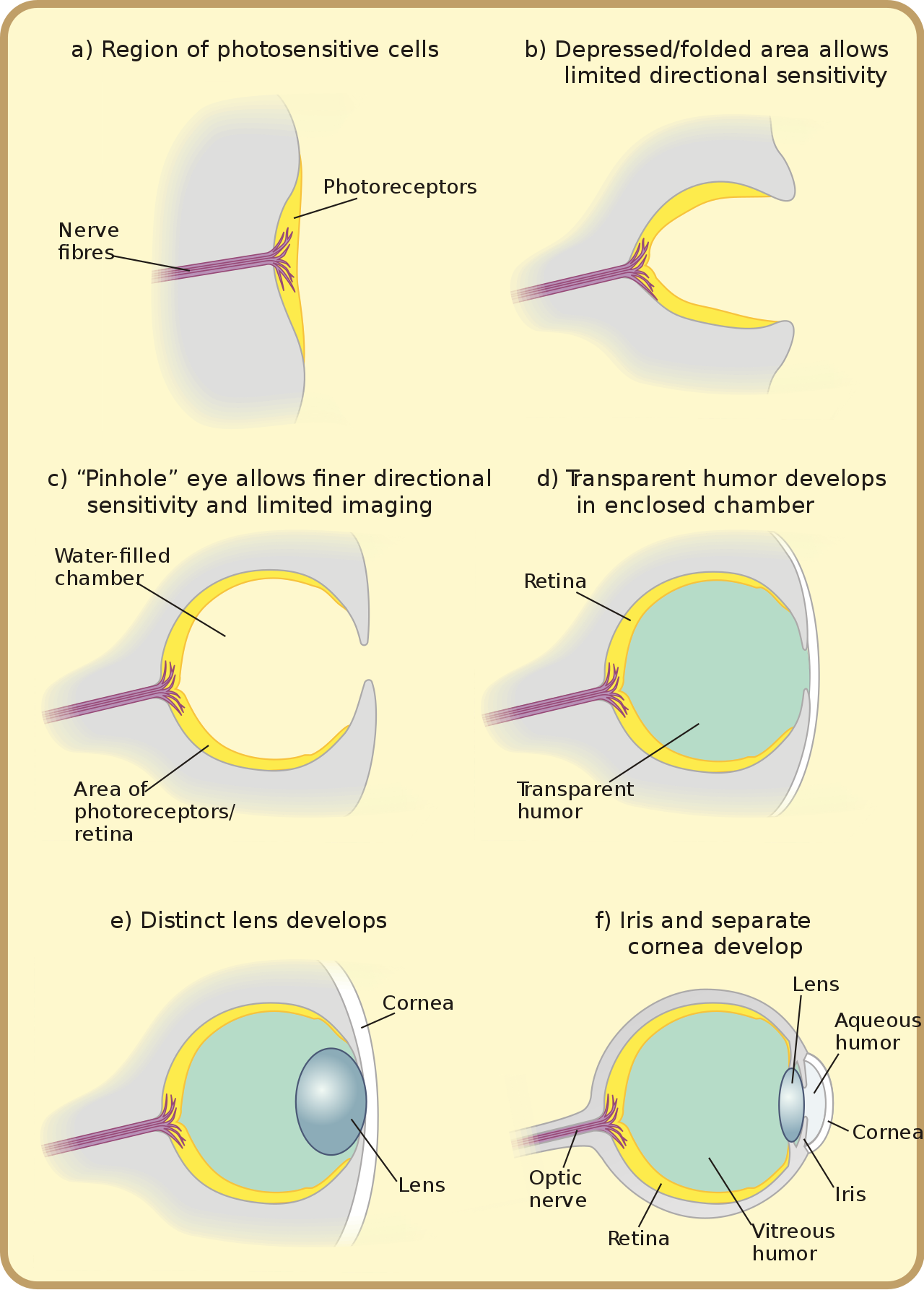 <span class="figure-number">Figure 2: </span>Source: <https://en.wikipedia.org/wiki/Eye>