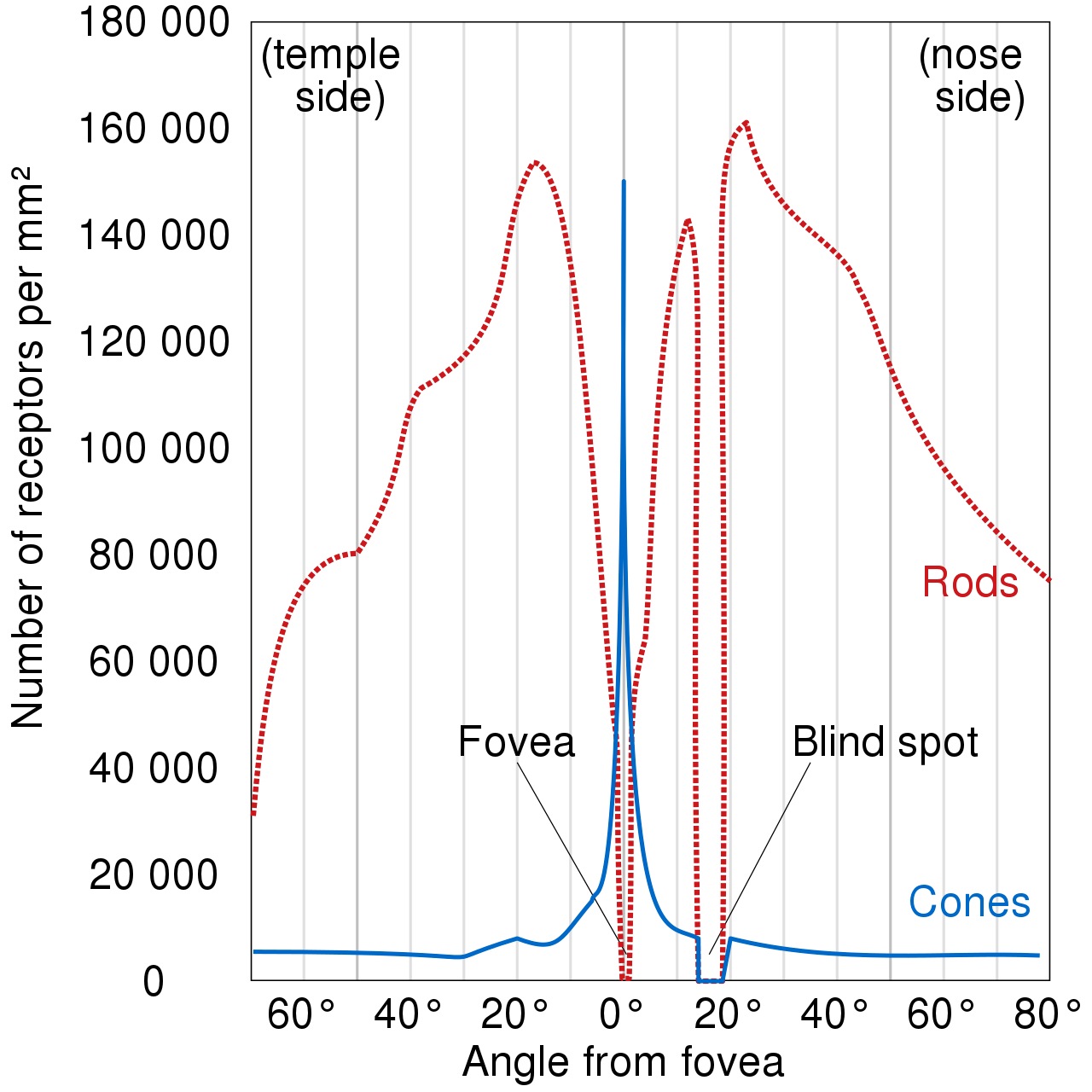 <span class="figure-number">Figure 3: </span>Distribution of rods and cones. Source: Wikipedia