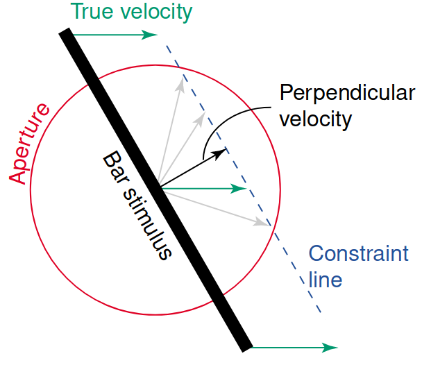 <span class="figure-number">Figure 3: </span>The aperture problem (<a href="#citeproc_bib_item_4">Murakami 2004</a>).